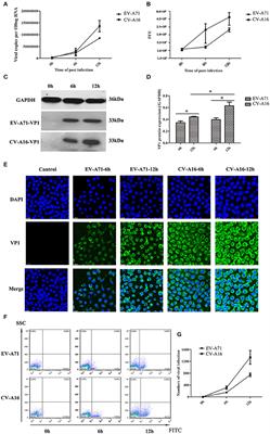 microRNA-4516 Contributes to Different Functions of Epithelial Permeability Barrier by Targeting Poliovirus Receptor Related Protein 1 in Enterovirus 71 and Coxsackievirus A16 Infections